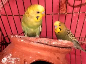 Budgerigar bird