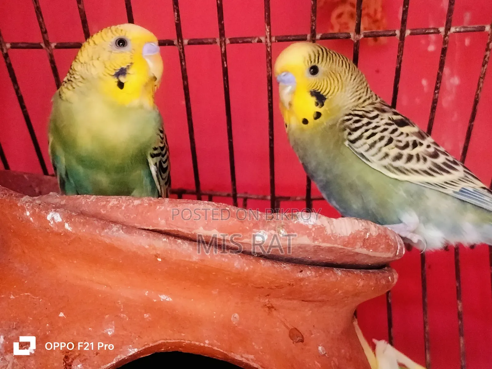 Budgerigar bird