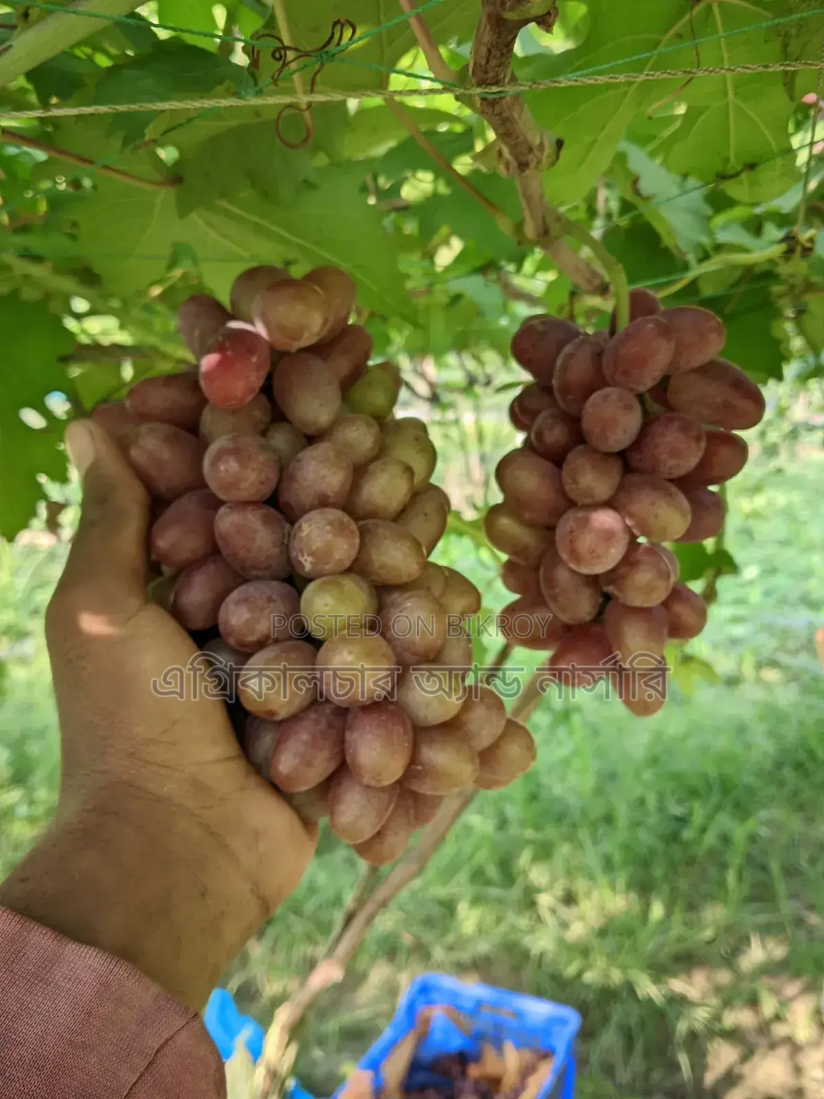 বাইকুনুর আঙ্গুরের চারা
