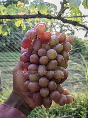 বাইকুনুর আঙ্গুরের চারা
