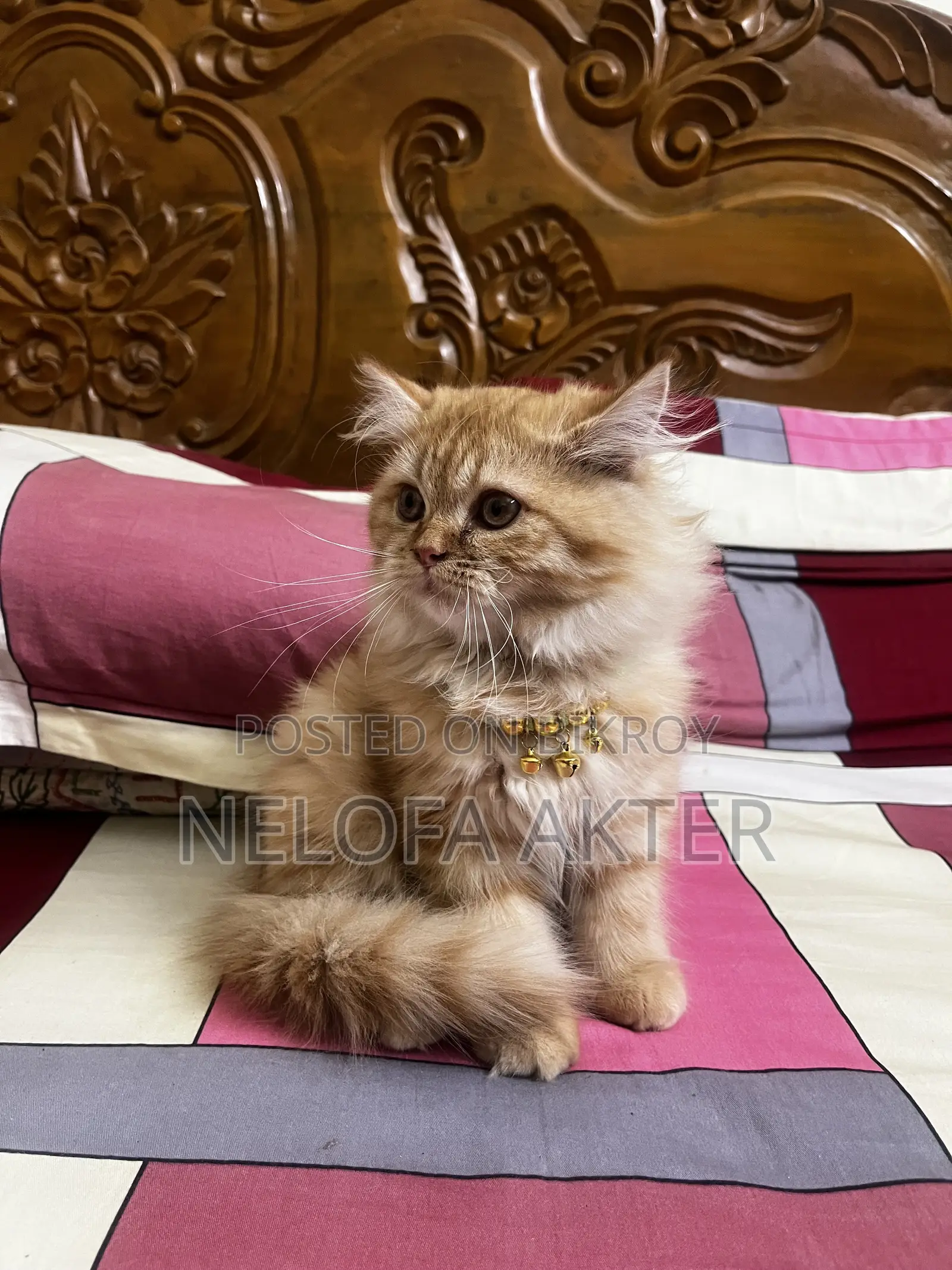 3-6 months Female Purebred Persian