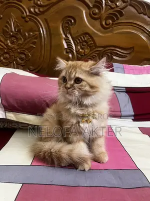3-6 months Female Purebred Persian