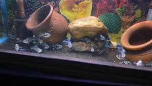 Blue Polar Parrot Fish