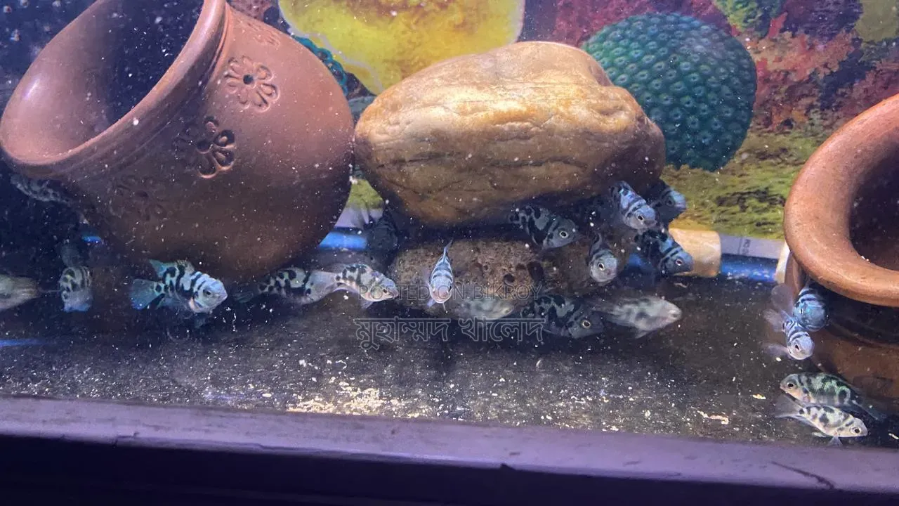 Blue Polar Parrot Fish