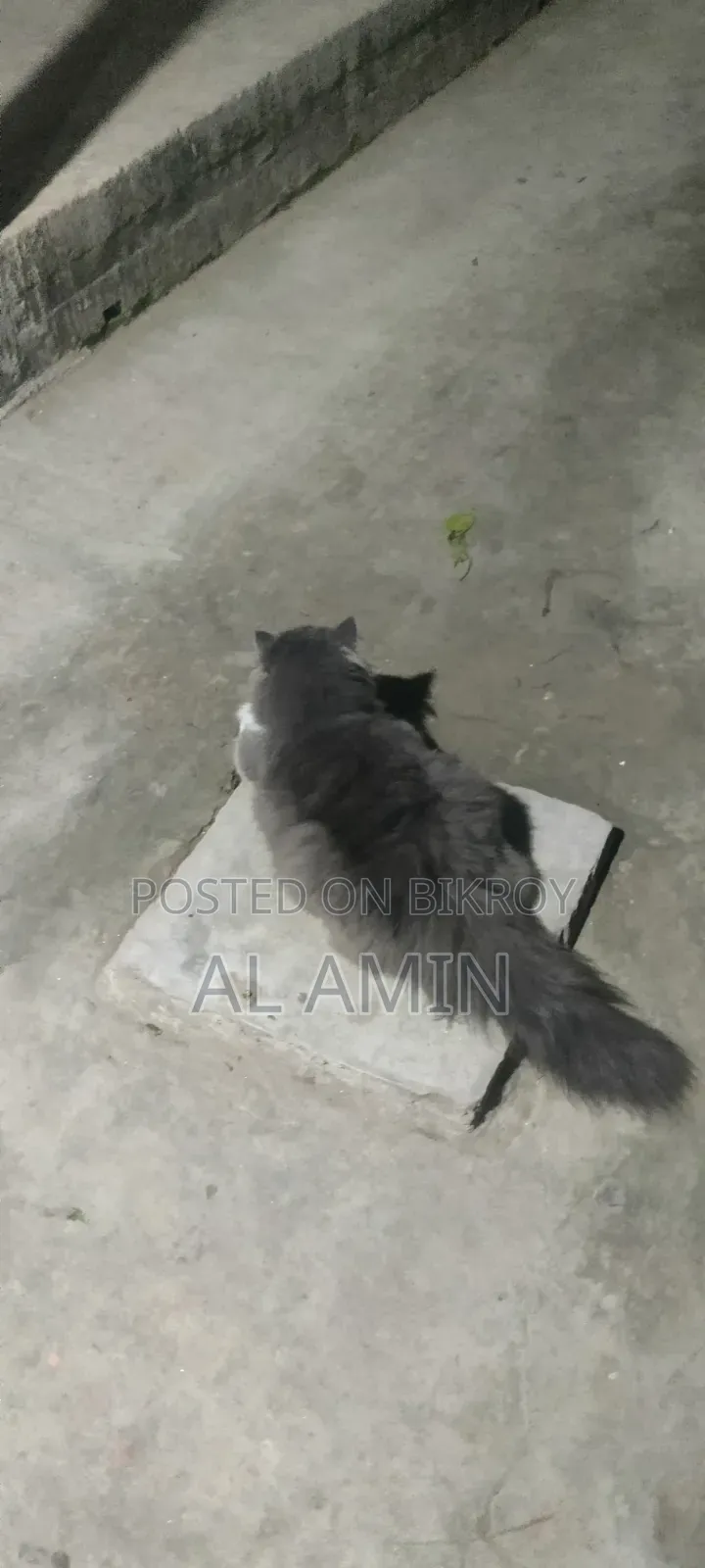 ৬-১২ মাস বয়সী পুরুষ বিশুদ্ধ জাতের পার্সিয়ান বিড়াল