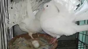 Lakha (Mayurpankhi) pigeons with eggs for sale. Pathailkandi, Jamuna.