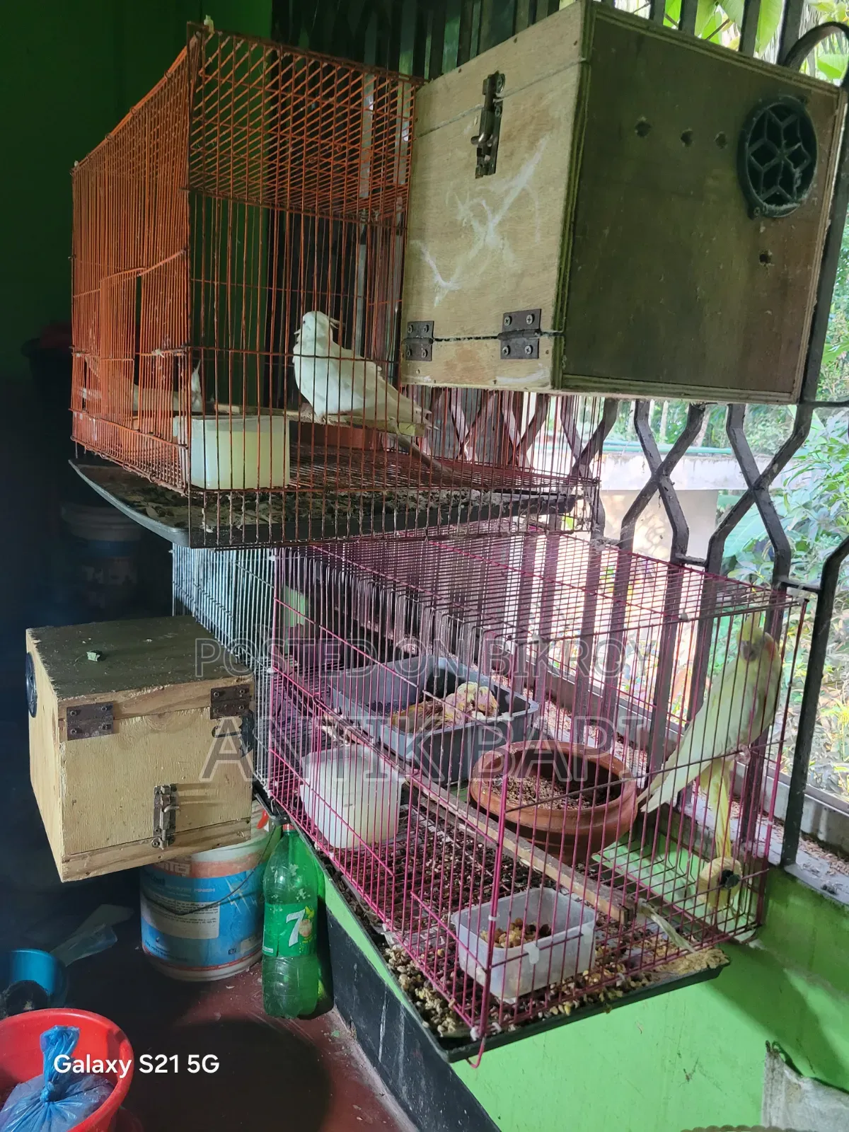 Cockatiel Baby