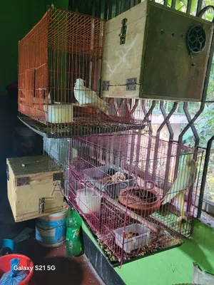 Cockatiel Baby