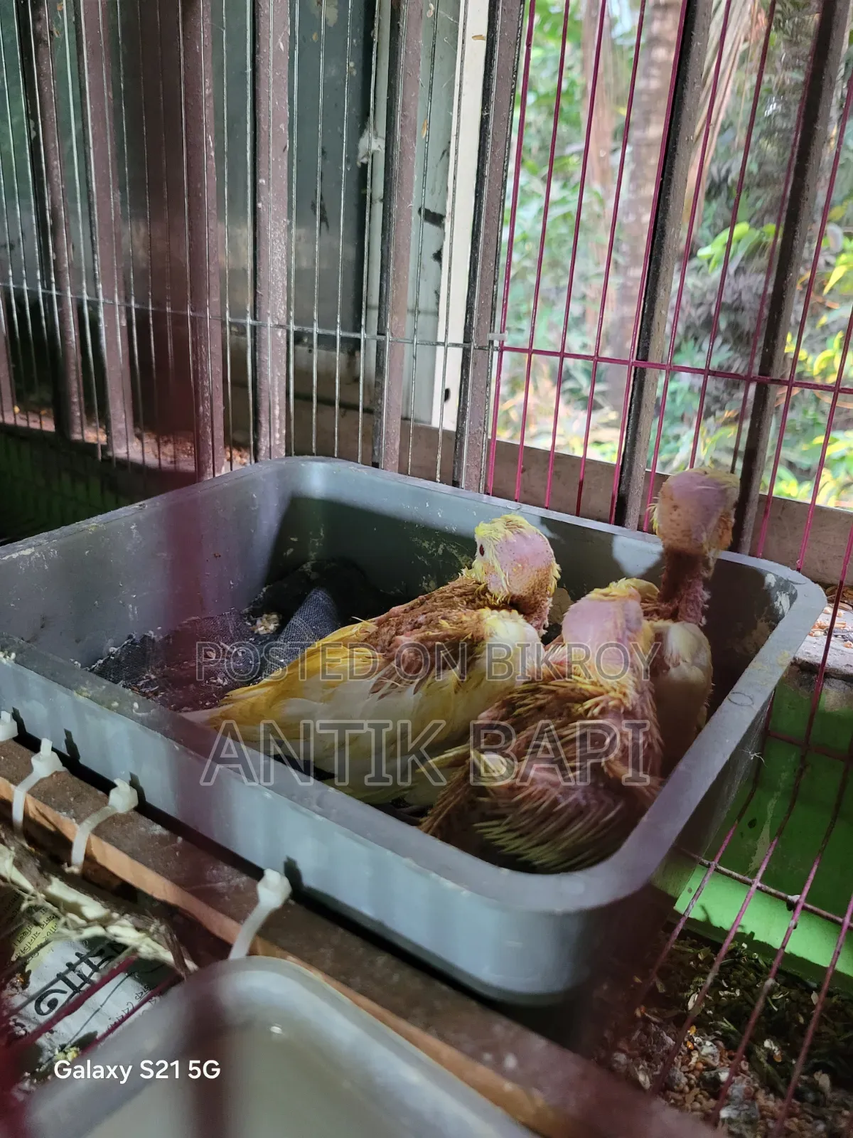 Cockatiel Baby