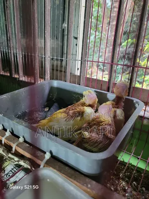 Cockatiel Baby