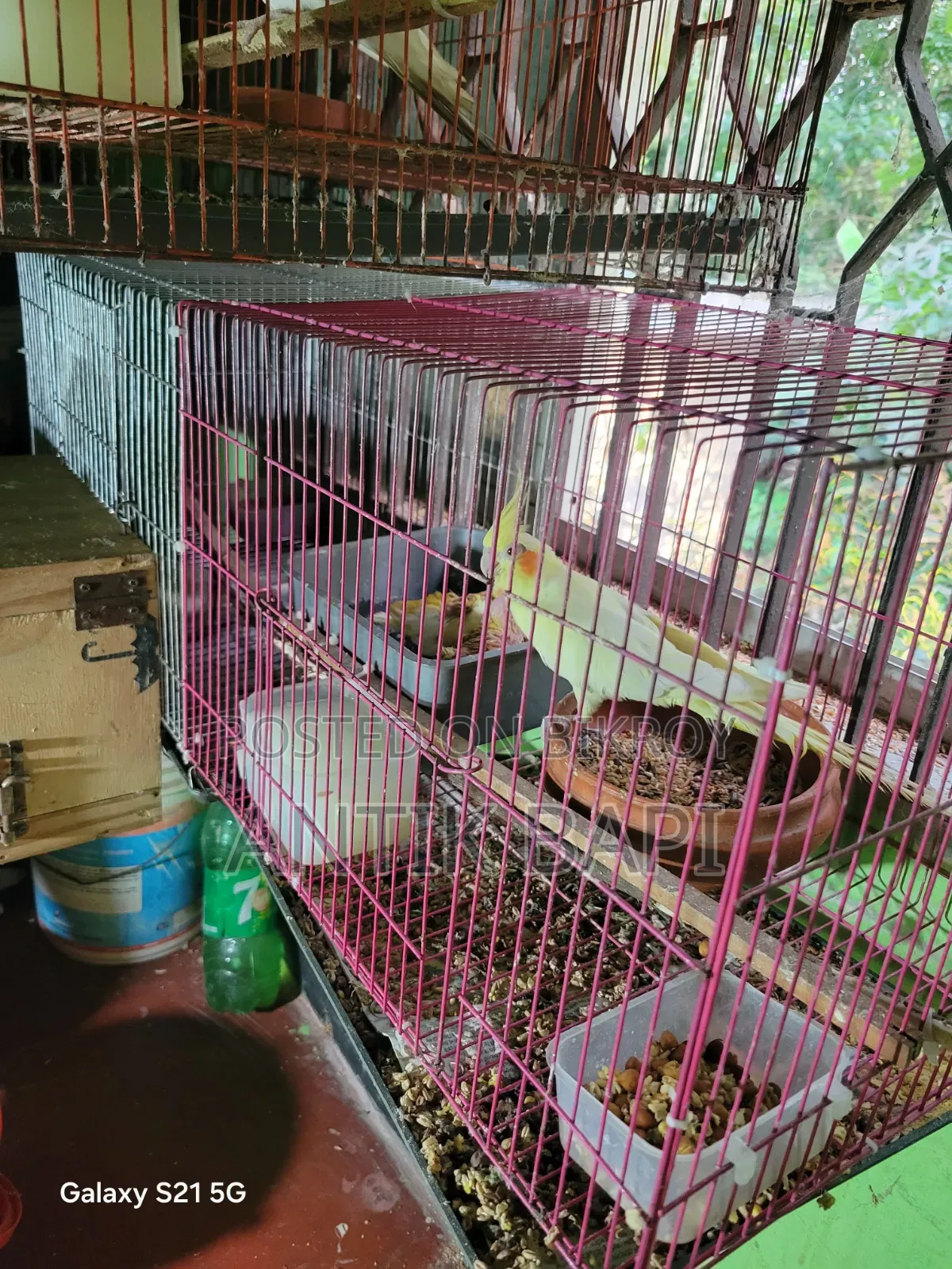Cockatiel Baby