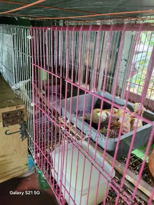 Cockatiel Baby