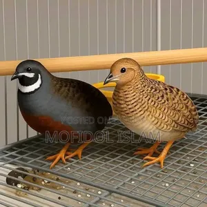 King Quail Bird Hatching Eggs