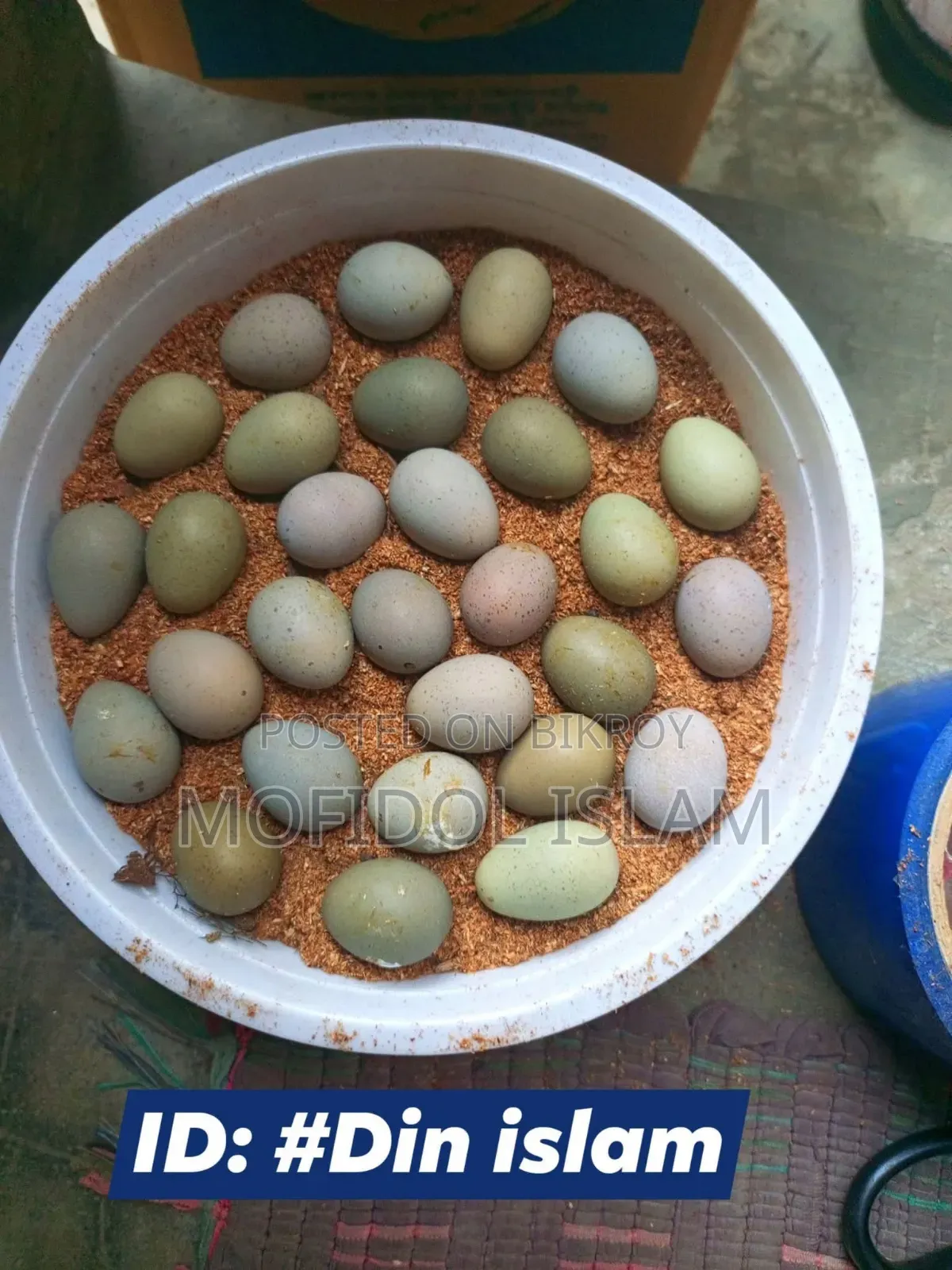 King Quail Bird Hatching Eggs