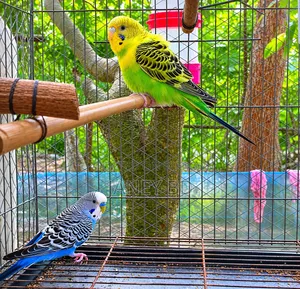 বাজরিগার পাখি