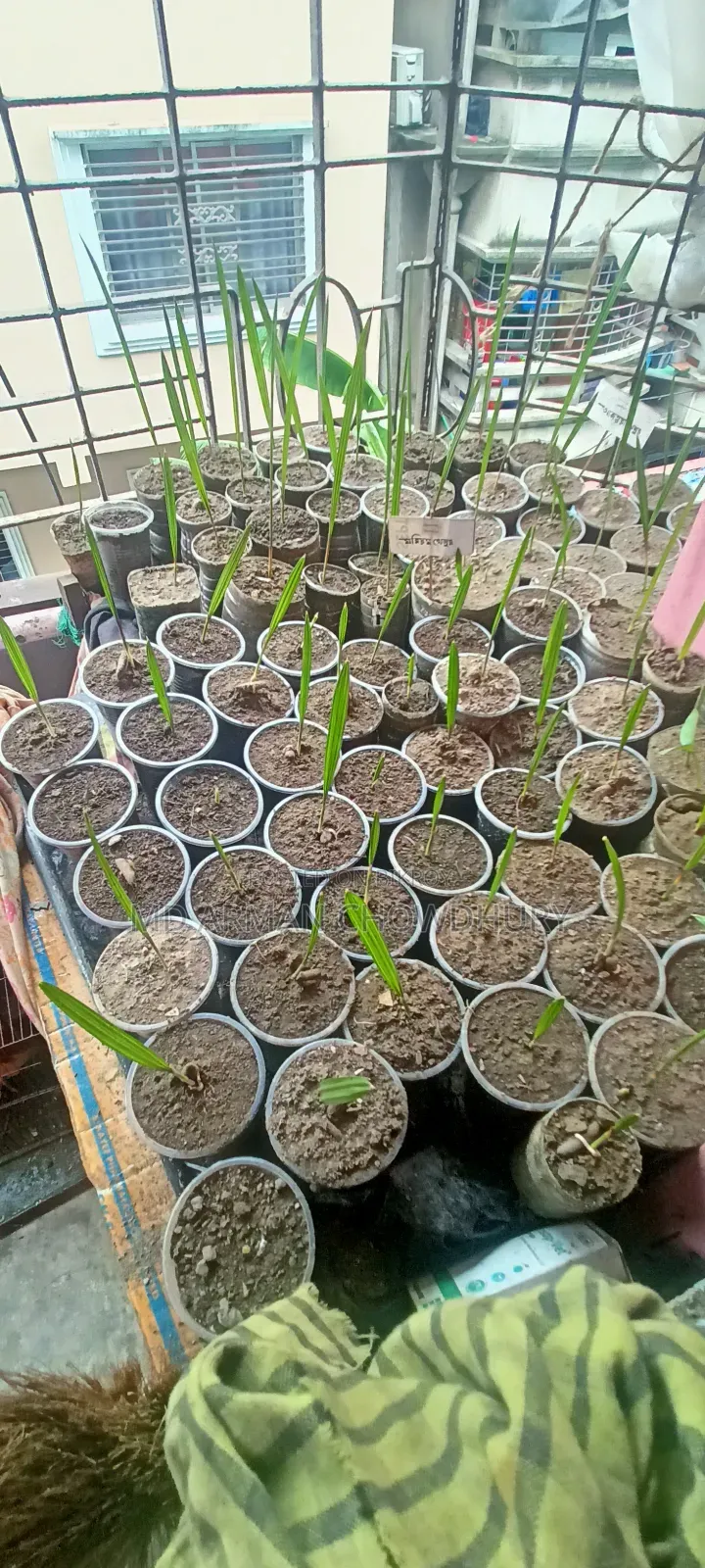 Ajwa Date, Mariam Date, Mabroom Date Seedlings