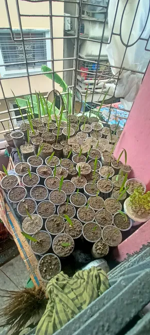 Ajwa Date, Mariam Date, Mabroom Date Seedlings