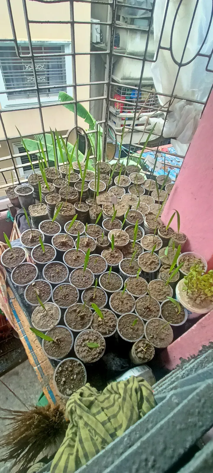 Ajwa Date, Mariam Date, Mabroom Date Seedlings