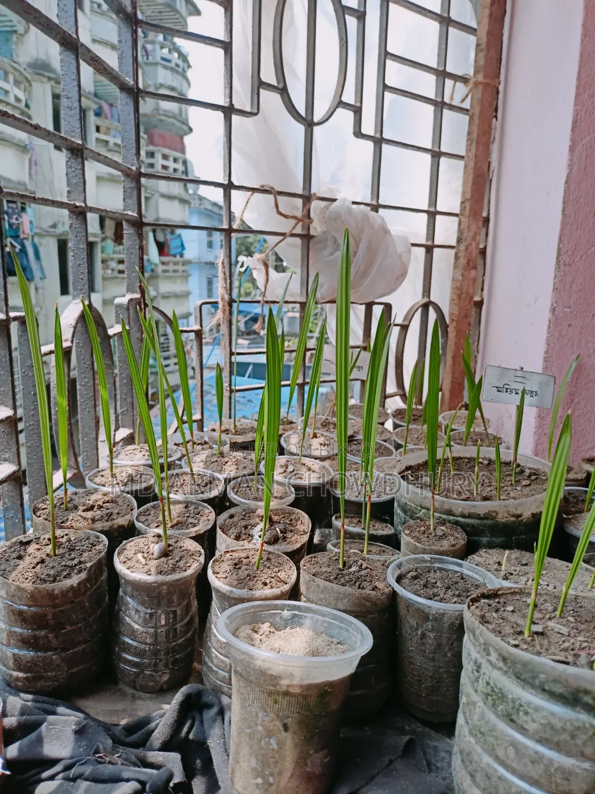 Ajwa Date, Mariam Date, Mabroom Date Seedlings