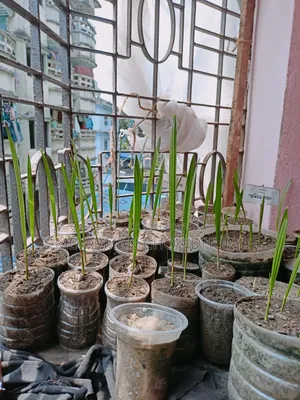 Ajwa Date, Mariam Date, Mabroom Date Seedlings