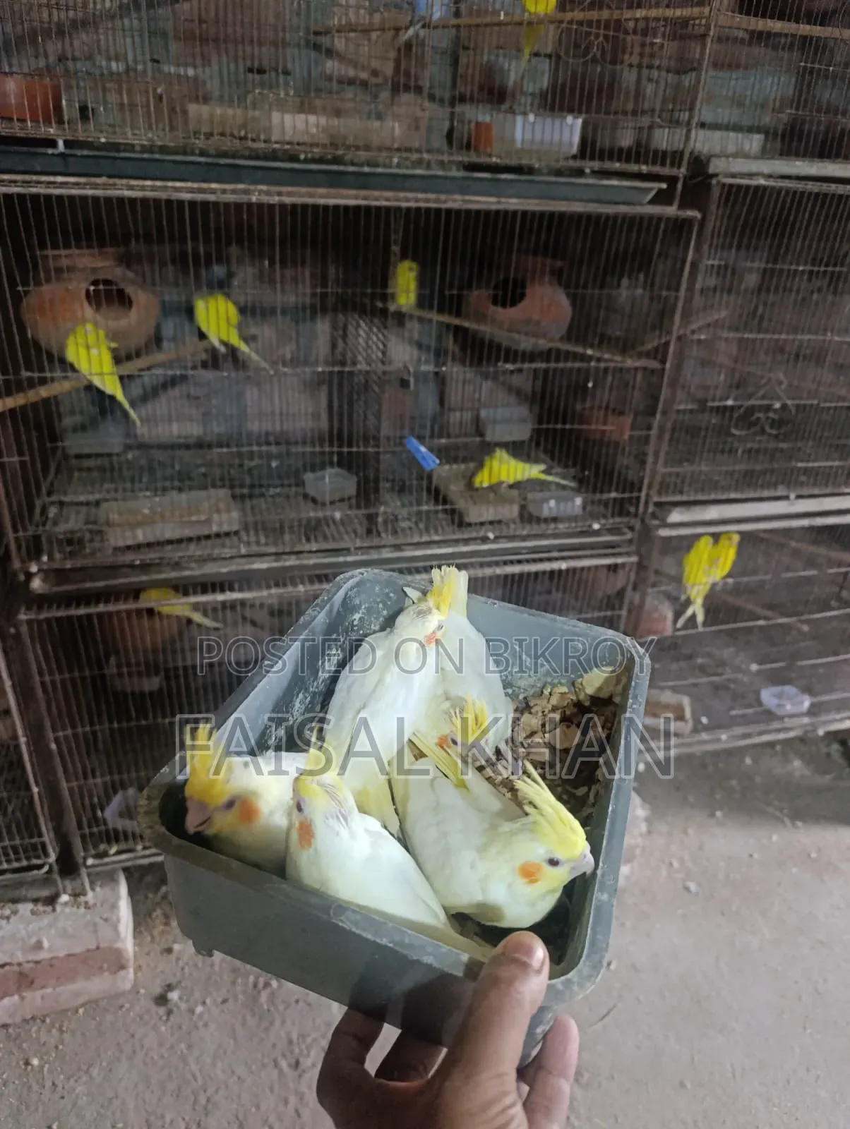 Cockatiel Baby