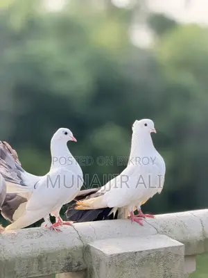 Lokka Kobutor|| লক্কা কবুতর