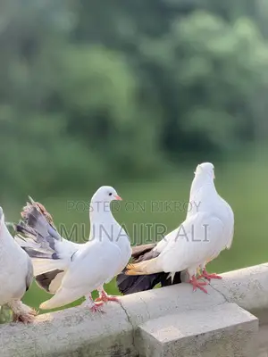Lokka Kobutor|| লক্কা কবুতর