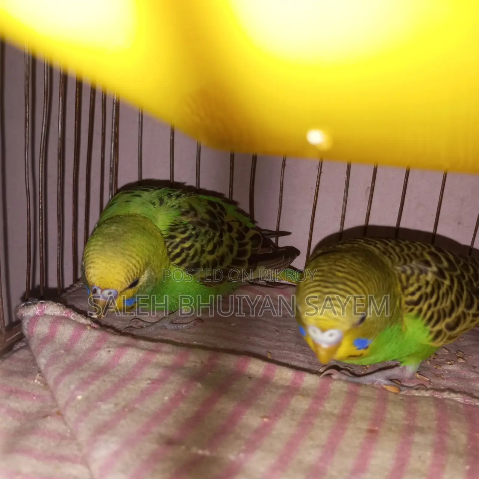 Budgie Bird