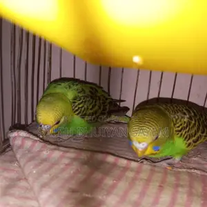 Budgie Bird