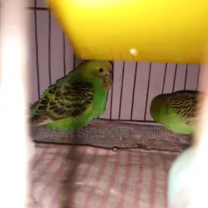 Budgie Bird