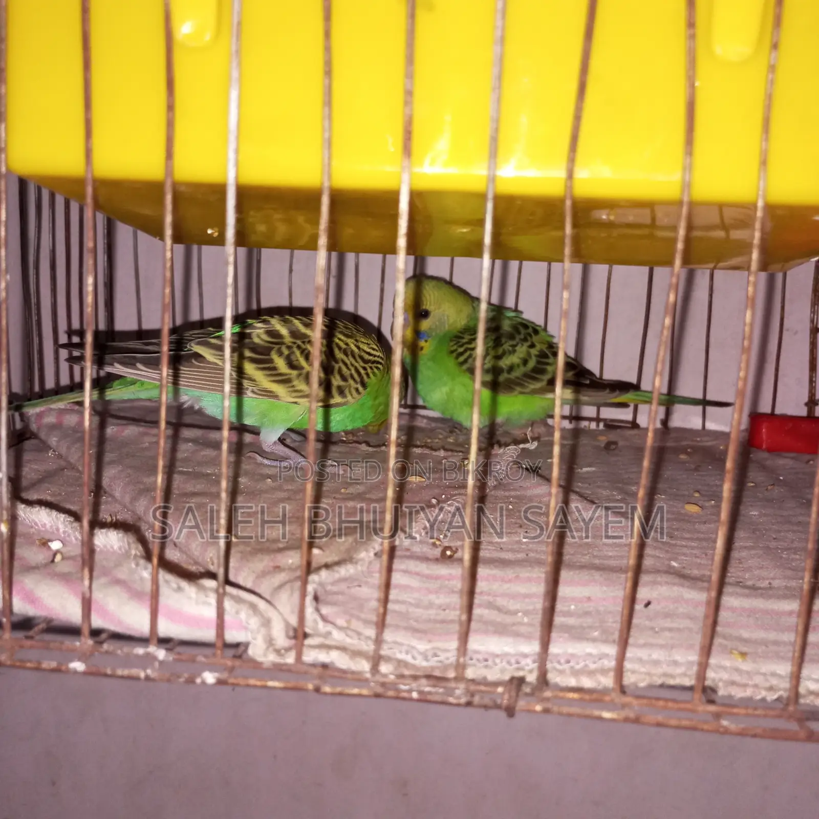 Budgie Bird