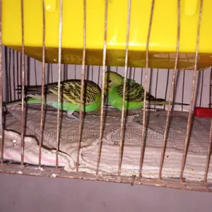 Budgie Bird