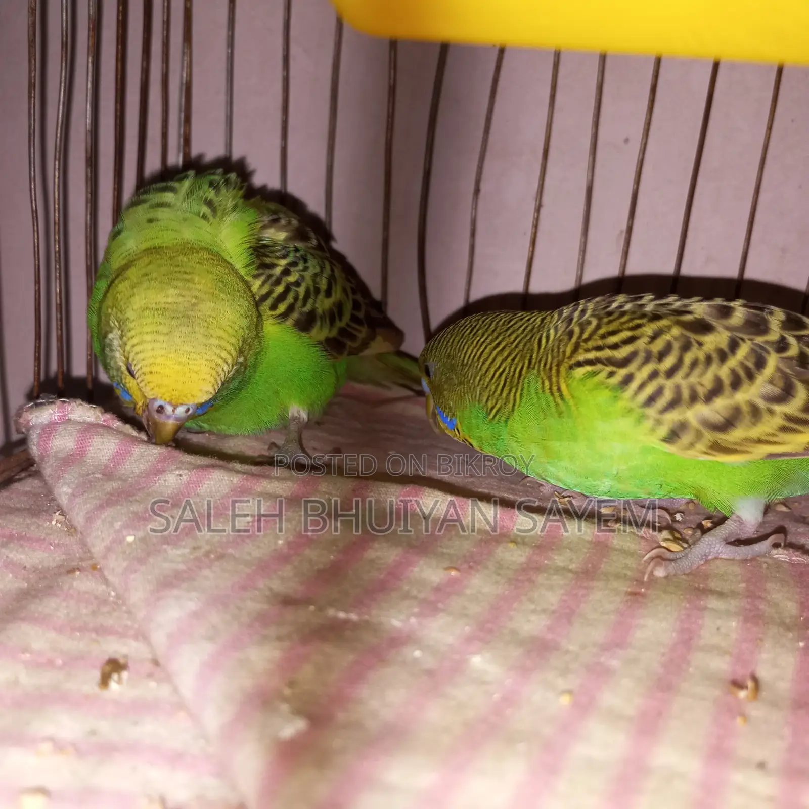 Budgie Bird