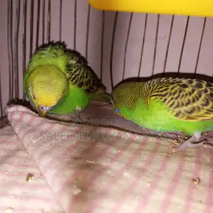 Budgie Bird