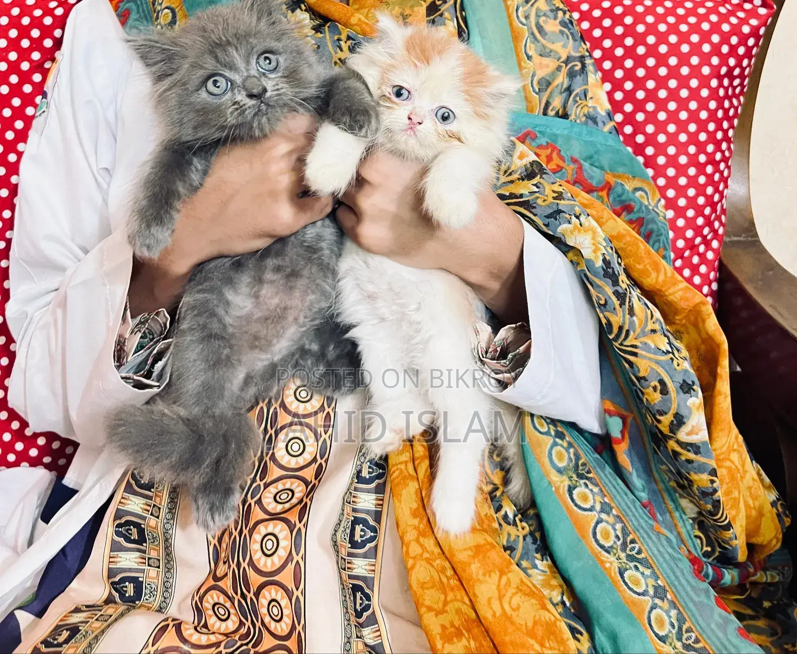 1-3 Months Female Purebred Persian