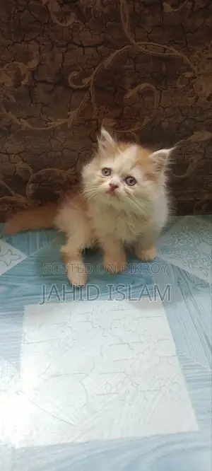 1-3 Months Female Purebred Persian