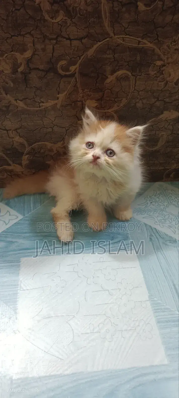 1-3 Months Female Purebred Persian