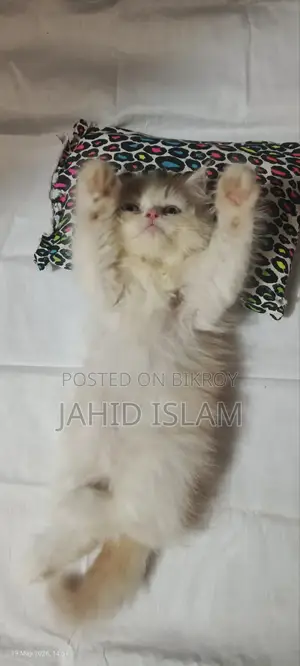 1-3 Months Female Purebred Persian