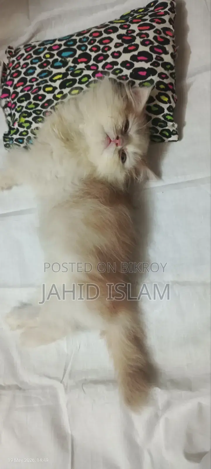 1-3 Months Female Purebred Persian