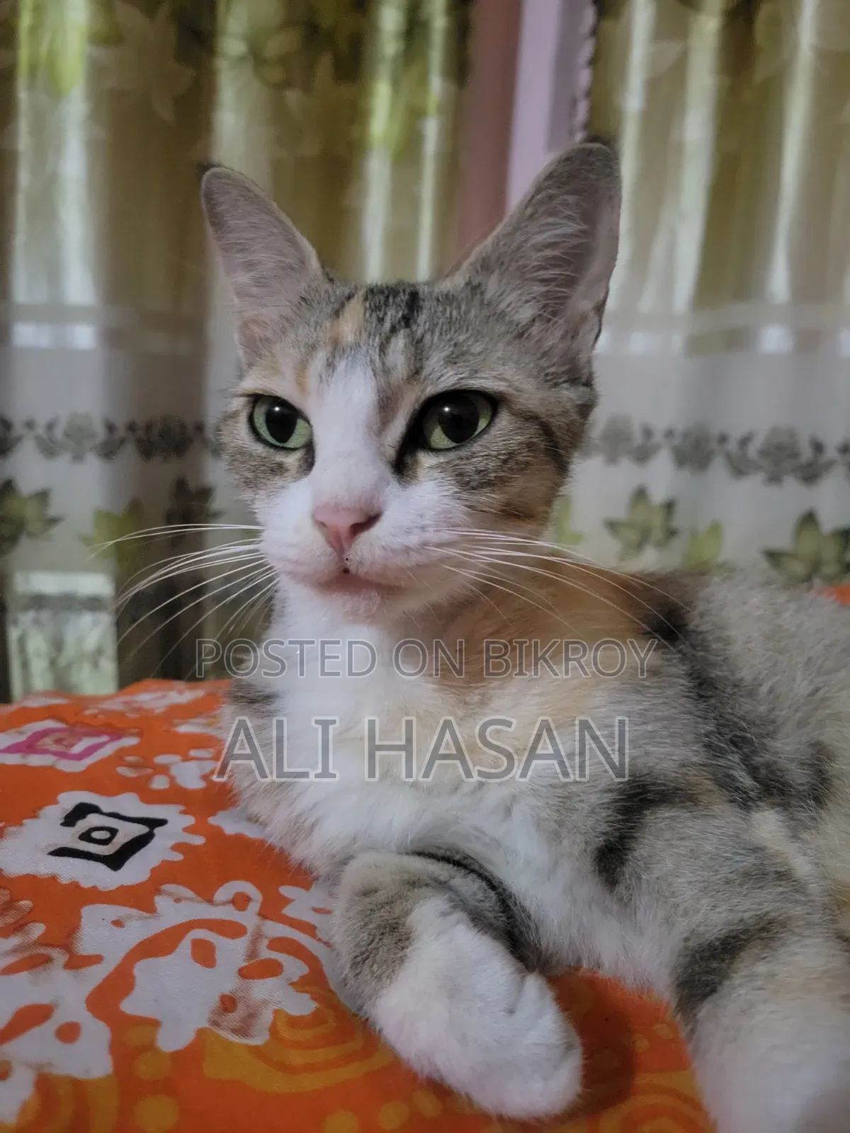1+ Year Female Mixed Breed Exotic Cat