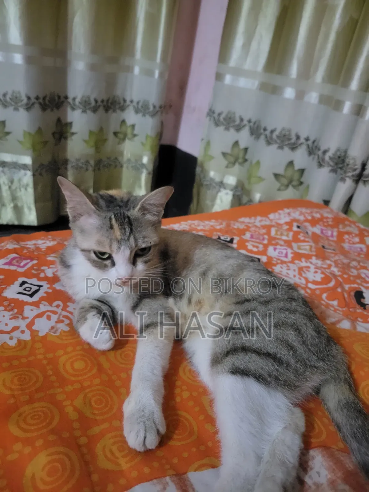 1+ Year Female Mixed Breed Exotic Cat