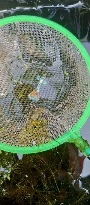 Santa Claus Guppy Rare. You can find various other rare fish here.