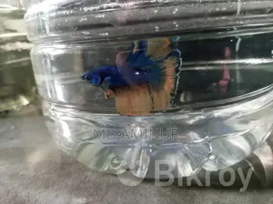 Santa Claus Guppy Rare. You can find various other rare fish here.