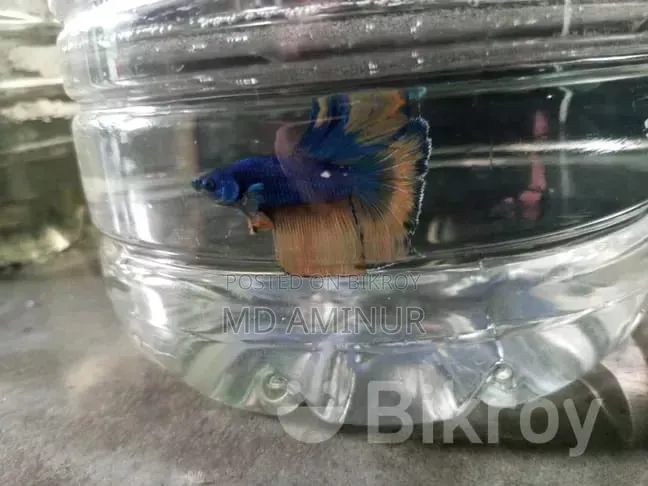 Santa Claus Guppy Rare. You can find various other rare fish here.