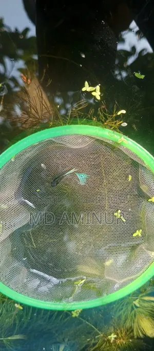 Santa Claus Guppy Rare. You can find various other rare fish here.