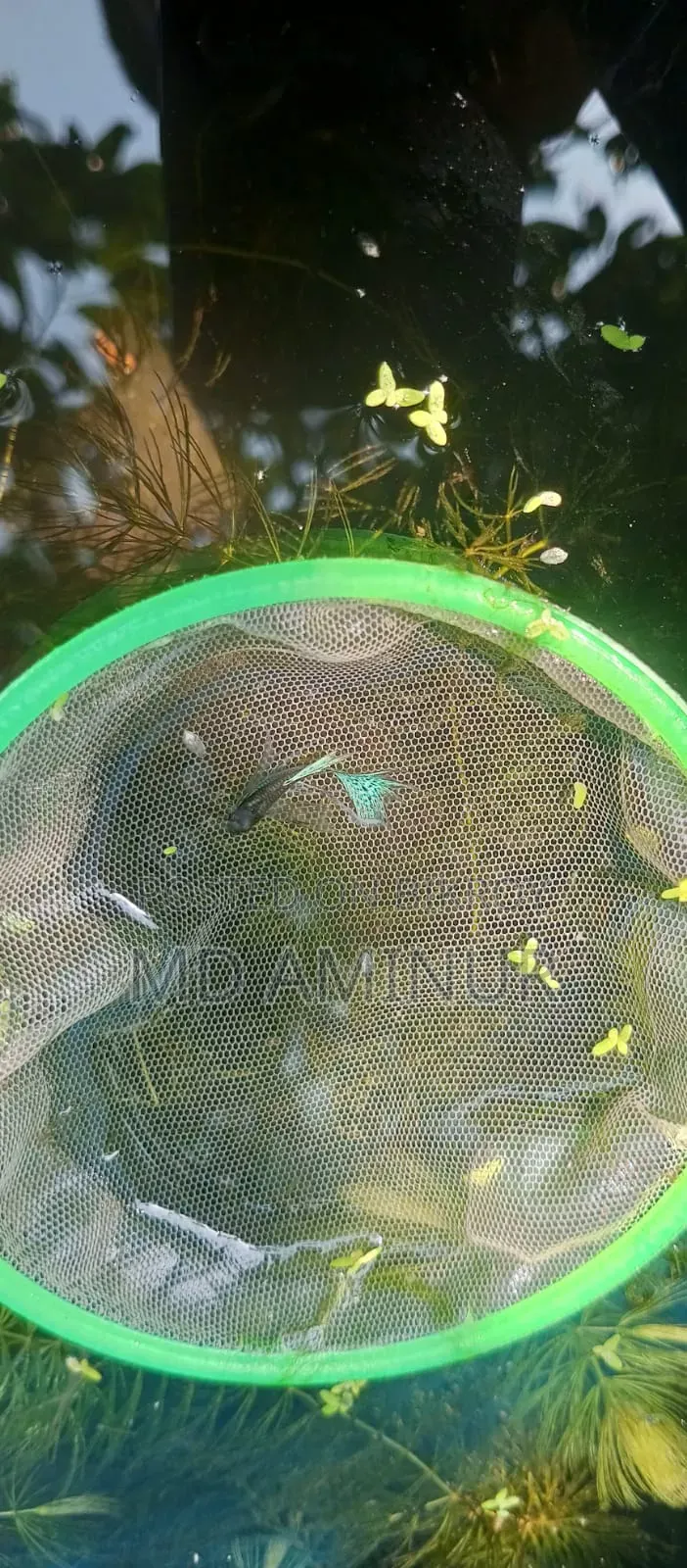 Santa Claus Guppy Rare. You can find various other rare fish here.