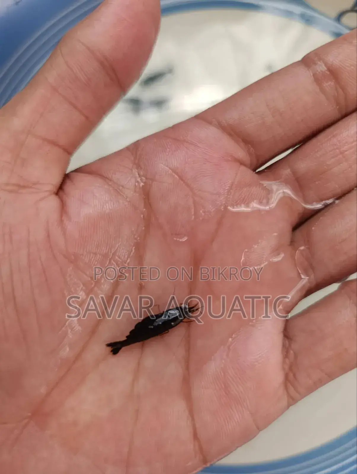 Black Shrimp