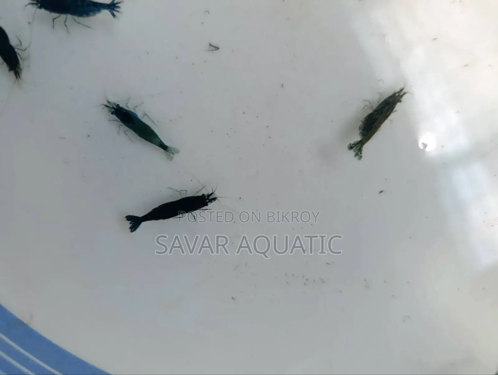 Black Shrimp