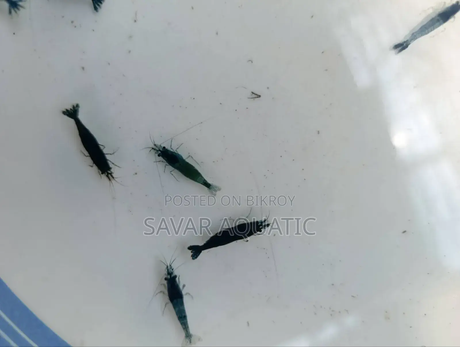 Black Shrimp