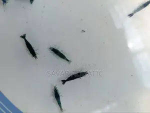 Black Shrimp